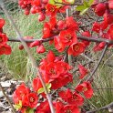 Chaenomeles x superba 'Etna'